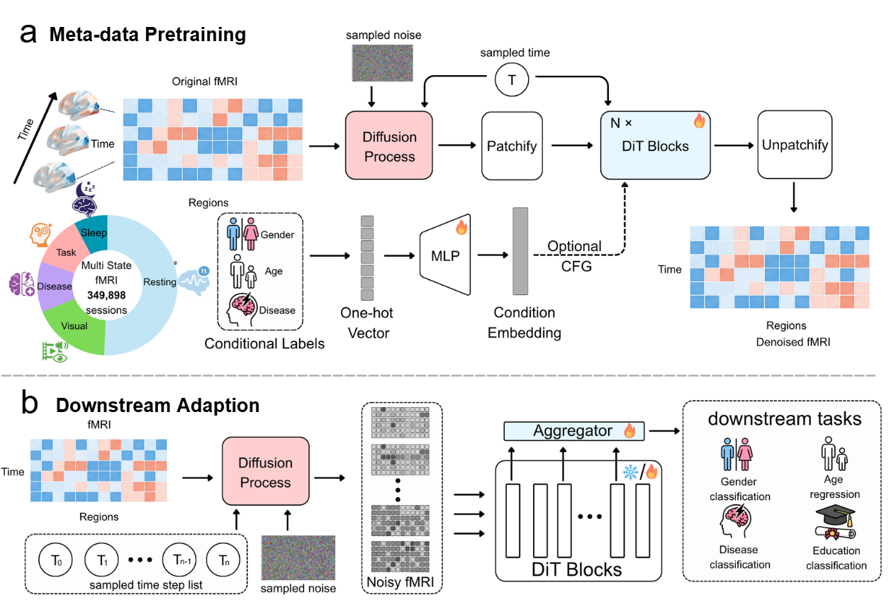 Brain-DiT metadata-conditioned pretraining framework