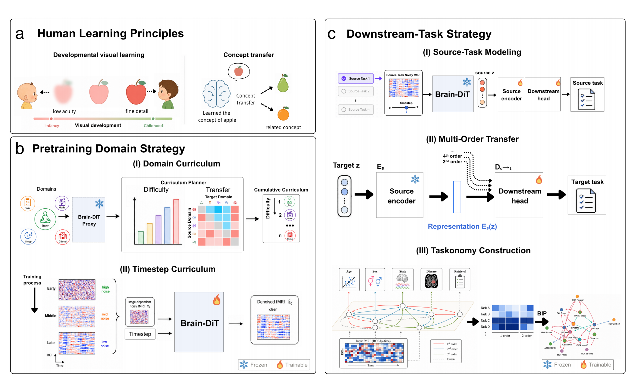 BrainTaskonomy pretraining and transfer learning framework