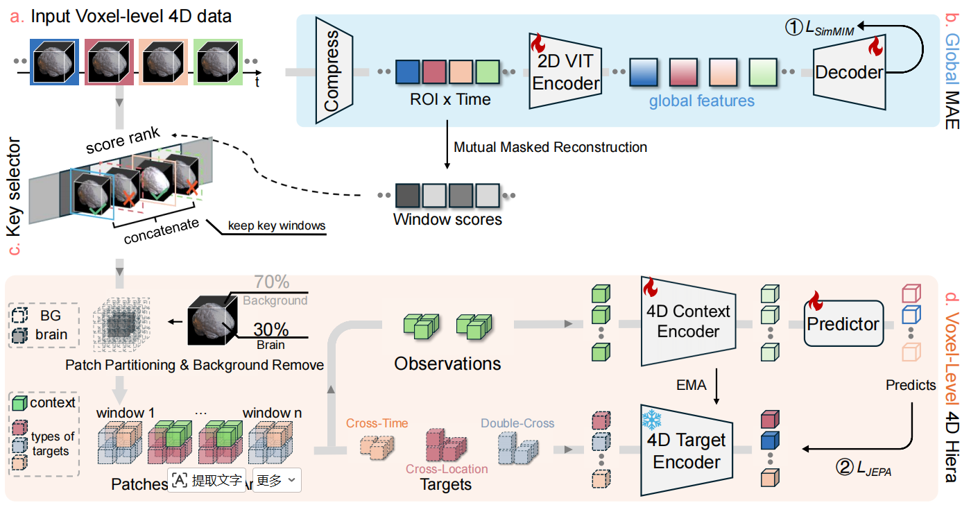 SLIM-Brain efficient fMRI foundation model architecture
